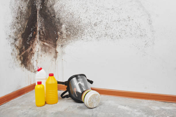 Best Same-Day Mold Removal  in Navasota, TX