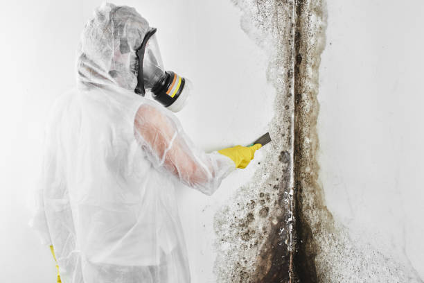 Best Mold Testing  in Navasota, TX