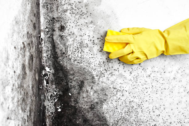 Home Mold Removal in Navasota, TX