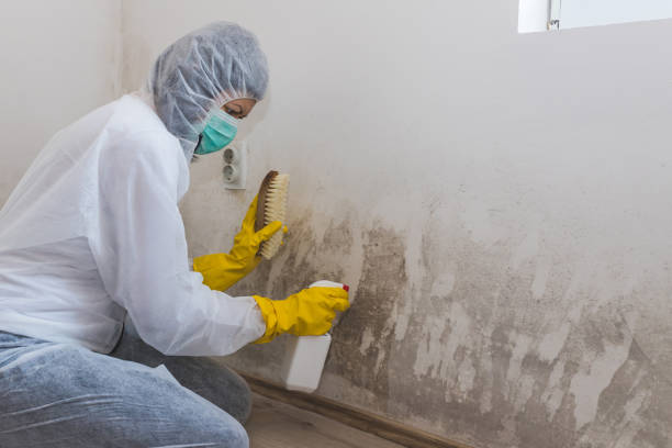 Best Professional Mold Removal  in Navasota, TX