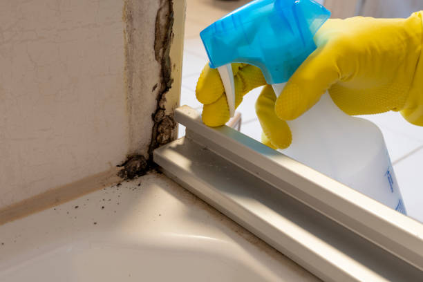 Best Residential Mold Removal  in Navasota, TX