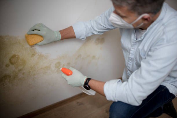 Best Mold Damage Repair  in Navasota, TX