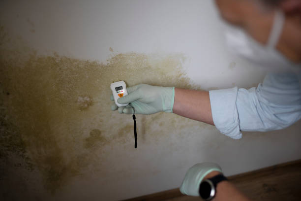 Best Mold Testing and Removal  in Navasota, TX