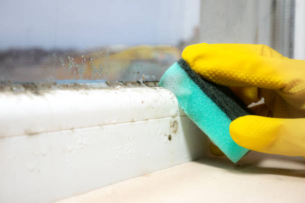 Office Mold Removal Services in Navasota, TX