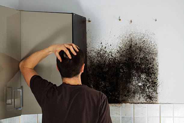 Best Professional Mold Removal  in Navasota, TX